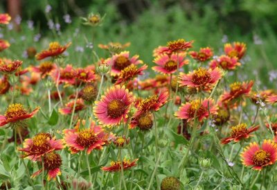 indian blanket