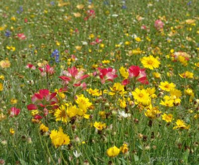paintbrush & coreopsis