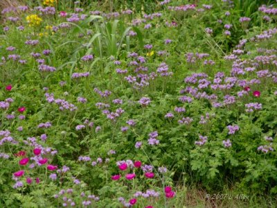 phacelia