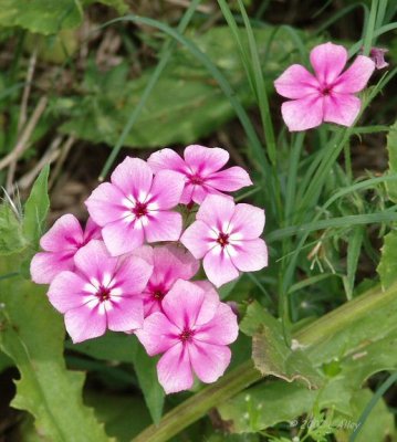 rio grande phlox