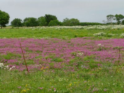 phlox
