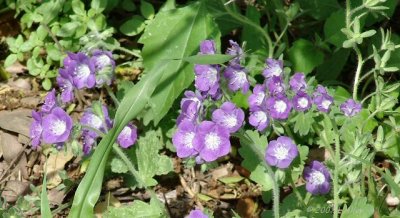 purple phacelia