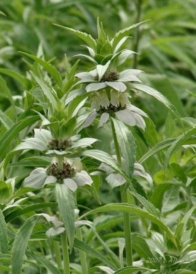 spotted beebalm