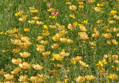 stiff-stem flax