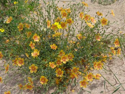 stiff-stem flax