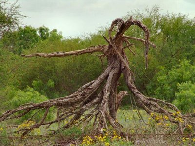 upsidedown tree