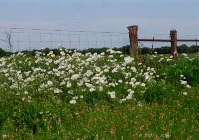 white prickly poppy