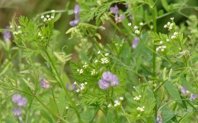 wildflower ids