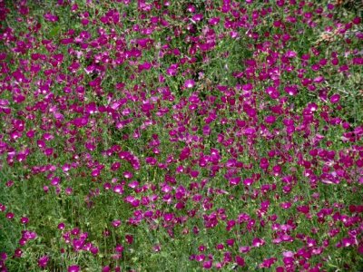 2007 Blooms