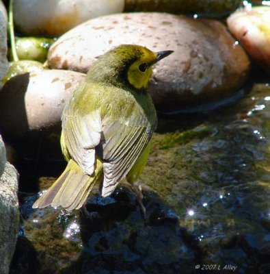 hooded warbler