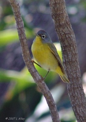 nashville warbler