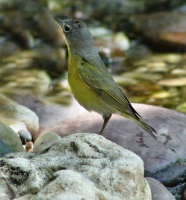 nashville warbler