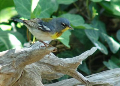 northern parula