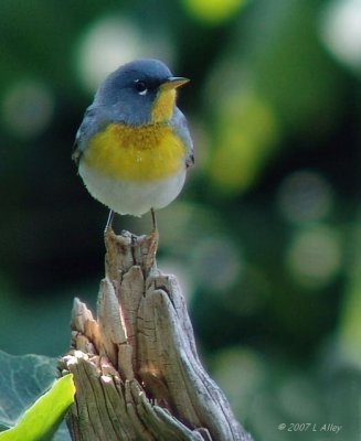 northern parula