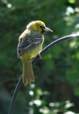 orchard oriole