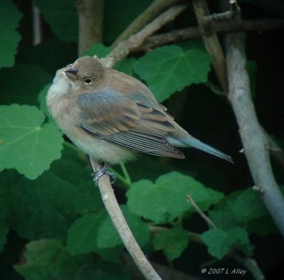 lazuli  bunting