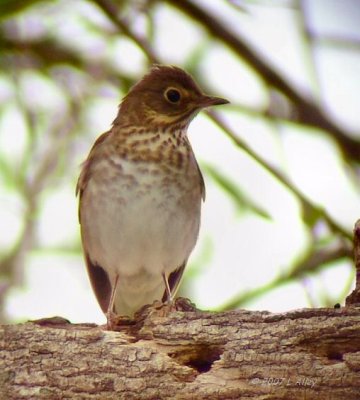 swainsons thrush