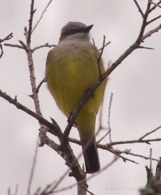 western kingbird