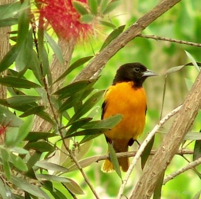 baltimore oriole