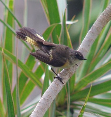 american redstart  warbler female