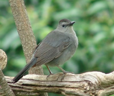 gray catbird
