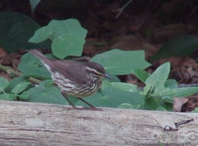 northern waterthrush