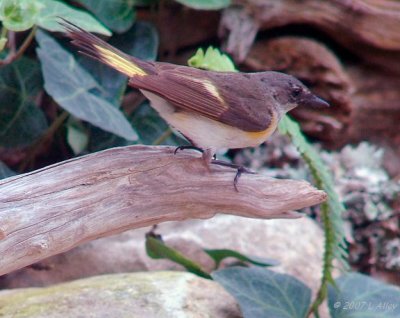 american redstart