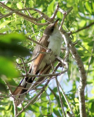 yellow billed cuckoo
