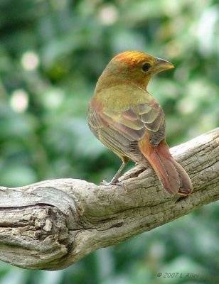 summer tanager  back