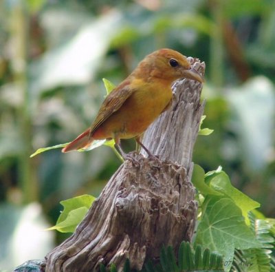 summer tanager