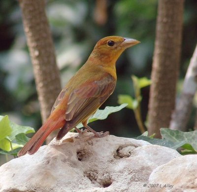 summer tanager first spring male