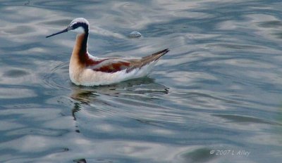 wilson's phalarope female