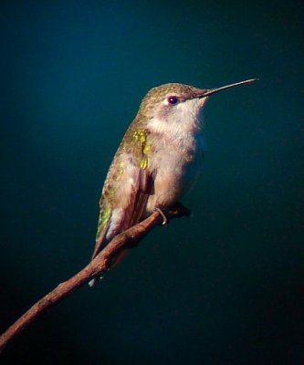 2007 Hummingbirds