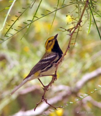 black throated green 