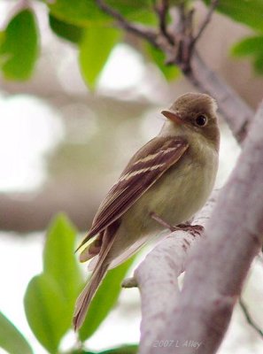 empidonax id