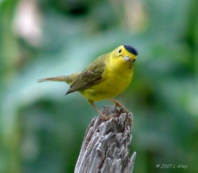 wilson's warbler