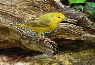 yellow warbler  