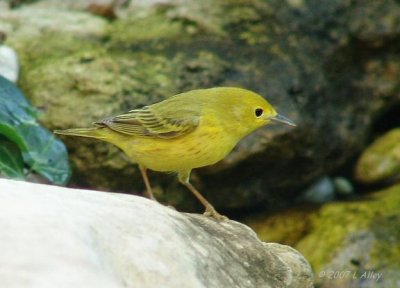 yellow warbler