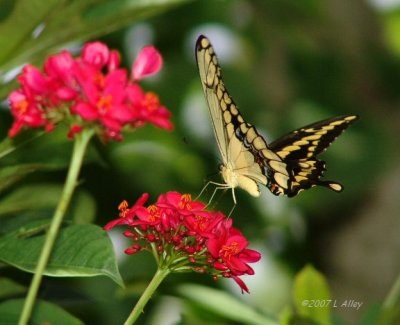 giant swallowtail