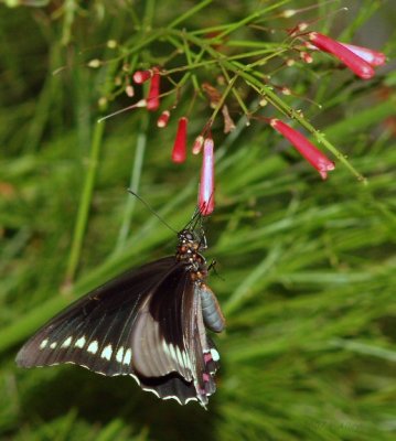 polydamas swallowtail