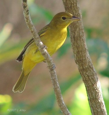 summer tanager female
