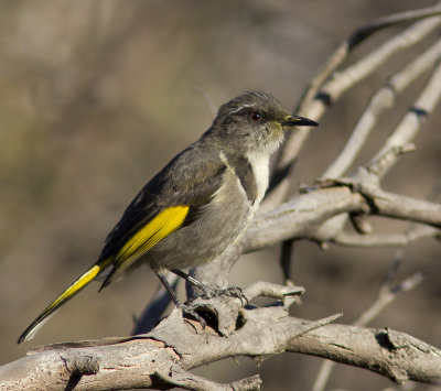 Crescent Honeyeater