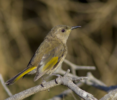 Crescent Honeyeater (female)