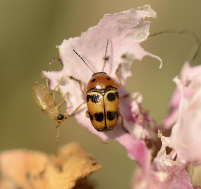 1. Cryptocephalus chikatunovi (Lopatin, 2008)