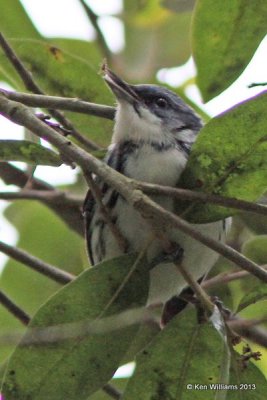 Cerulean Warbler, High Island, TX, 4-17-13, Jas_29872.jpg