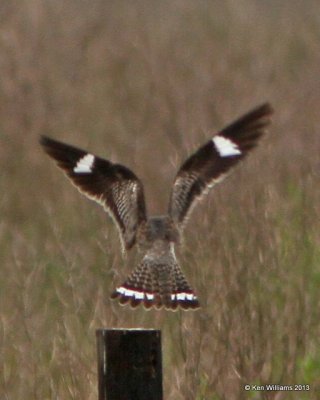 Common Nighthawk, Anahuac NWR, TX, 4-16-13, Ja_29206.jpg
