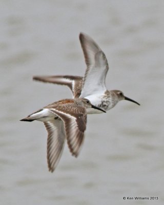 Dunlin molting in breeding plumage, High Island, TX, 4-17-13, Jas_29766.jpg
