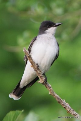 Eastern Kingbird, High Island, TX, 4-17-13, Ja_29983.jpg