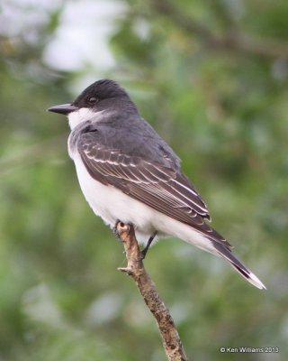 Eastern Kingbird, High Island, TX, 4-17-13, Ja_30022.jpg