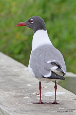 Laughing Gull - breeding plumage, Anahuac National Wildlife Refuge, TX, 4-16-13, Ja_29056.jpg